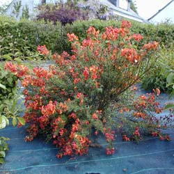 Cytisus scoparius Lena